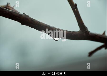 Rain drops on tree branches. Nature blurred background, macro Stock Photo
