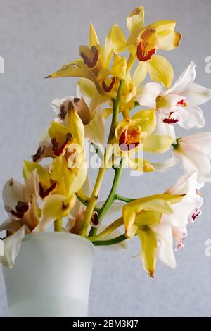 Vase filled with fresh yellow and white orchid bouquets indoors Stock Photo