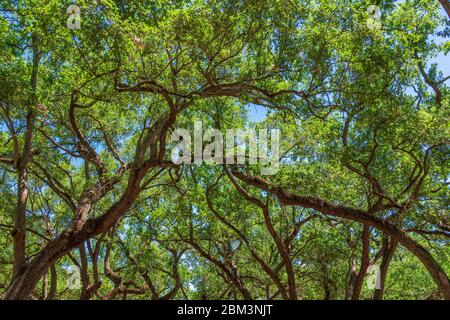 Southern live oak tree branches (Quercus virginiana) - Hollywood, Florida, USA Stock Photo