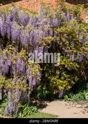 Wisteria tunnel at Eastcote House Gardens, London Borough of Hillingdon. Photographed in May early when the flowers are in full bloom. Stock Photo