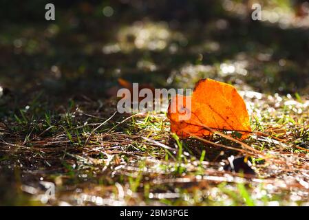 Orange leaf fallen to ground covered in pine needles in autumn. Backlit by late afternoon sun. Stock Photo