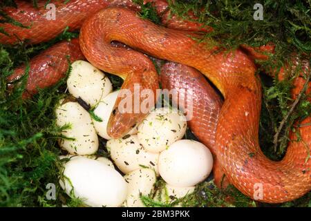 corn snake (Pantherophis guttatus), female with recently laid eggs, captive, native to Eastern United States, Stock Photo