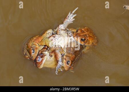 American toad (Anaxyrus americanus), 'toad knot', males attempting to mate with female, Maryland Stock Photo