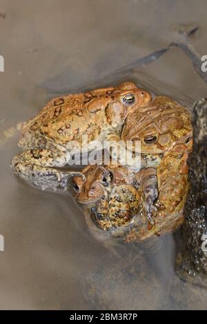 American toad (Anaxyrus americanus), 'toad knot', males attempting to mate with female, Maryland Stock Photo