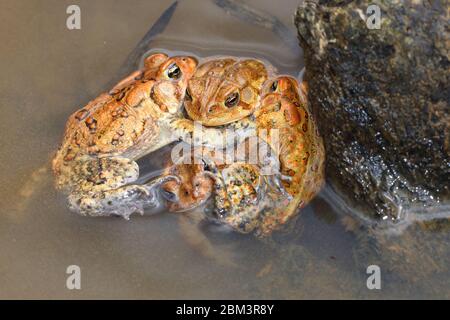 American toad (Anaxyrus americanus), 'toad knot', males attempting to mate with female, Maryland Stock Photo