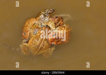 American toad (Anaxyrus americanus), 'toad knot', males attempting to mate with female, Maryland Stock Photo