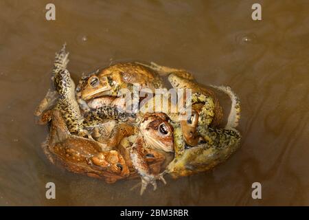 American toad (Anaxyrus americanus), 'toad knot', males attempting to mate with female, Maryland Stock Photo