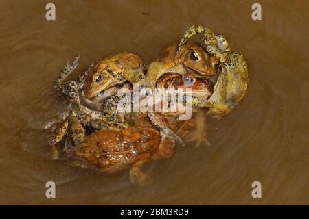 American toad (Anaxyrus americanus), 'toad knot', males attempting to mate with female, Maryland Stock Photo