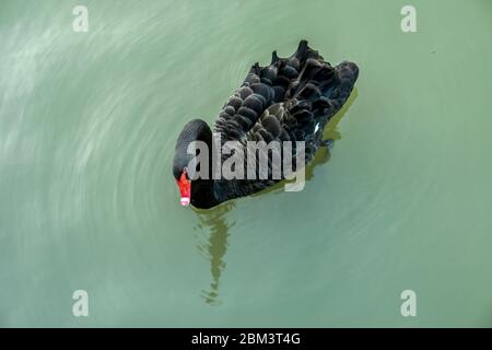 A black swan in the lake. Stock Photo