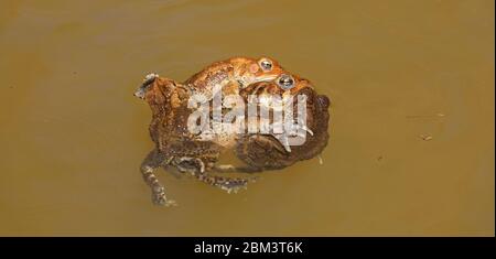 American toad (Anaxyrus americanus), 'toad knot', males attempting to mate with female, Maryland Stock Photo