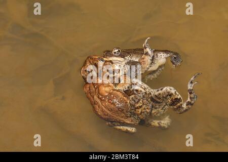 American toad (Anaxyrus americanus), 'toad knot', males attempting to mate with female, Maryland Stock Photo