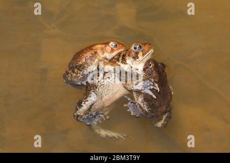 American toad (Anaxyrus americanus), 'toad knot', males attempting to mate with female, Maryland Stock Photo