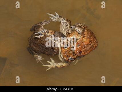 American toad (Anaxyrus americanus), 'toad knot', males attempting to mate with female, Maryland Stock Photo