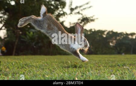 Little cute rabbit bunny running on the field in summer. Stock Photo