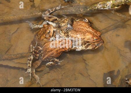 American toad (Anaxyrus americanus), 'toad knot', males attempting to mate with female, Maryland Stock Photo