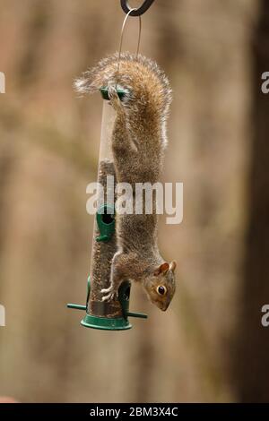 eastern gray squirrel (Sciurus carolinensis), feeding from bird feeder, Maryland Stock Photo