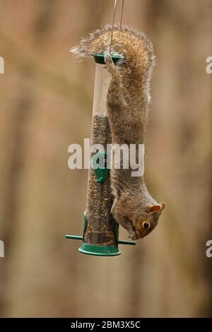 eastern gray squirrel (Sciurus carolinensis), feeding from bird feeder, Maryland Stock Photo