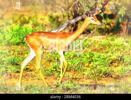 Gerenuk colorful painting looks like picture, Samburu National Reserve, Kenya Stock Photo