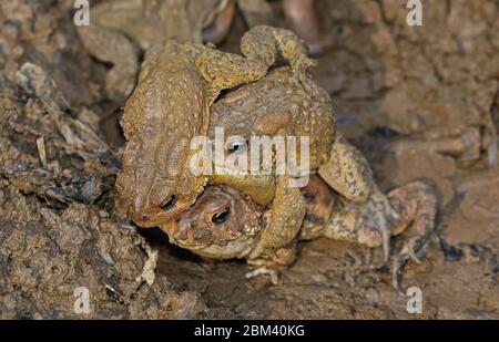 American toad (Anaxyrus americanus), 'toad knot', males attempting to mate with female, Maryland Stock Photo