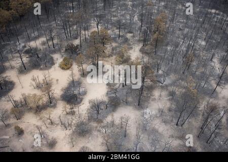 Bastrop County Texas USA, September 2011: Aerial of fire damage where wildfires last week claimed 38,000 acres and over 1,500 homes with two deaths reported.  The trees in Bastrop State Park were the hardest hit with over 95% of the park acreage blackened or destroyed.  ©Bob Daemmrich Stock Photo