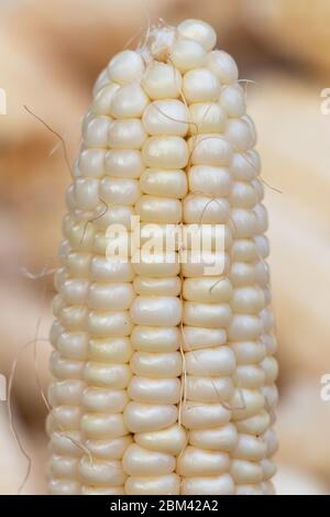 Raw white corn cob or maize close-up Stock Photo