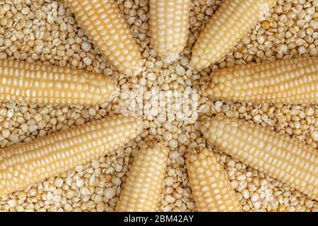 Corn or Maiza dried and spread close-up texture and background. Stock Photo