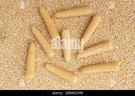 Corn or Maiza dried and spread close-up texture and background. Stock Photo