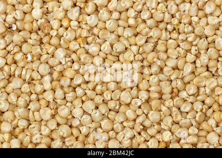 Corn or Maiza dried and spread close-up texture and background. Stock Photo