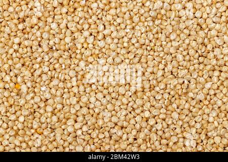 Corn or Maiza dried and spread close-up texture and background. Stock Photo