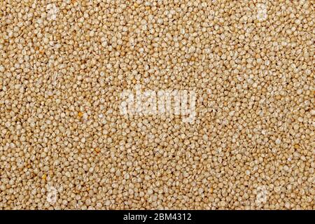 Corn or Maiza dried and spread close-up texture and background. Stock Photo