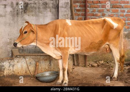 Cow tied with rope standing in stall. Stock Photo