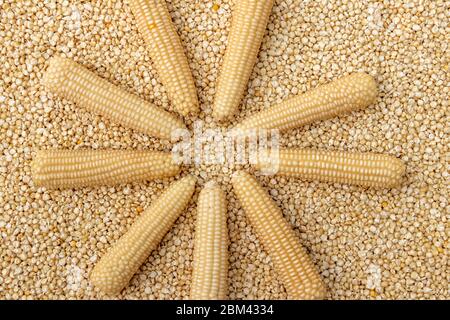 Corn or Maiza dried and spread close-up texture and background. Stock Photo