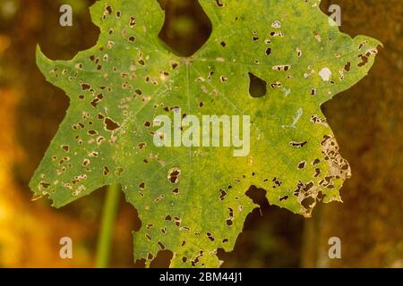 Holes on leafs or leaves,  eaten by insect. Holes are caused by insects with chewing mouthparts, such as caterpillars and beetles Stock Photo