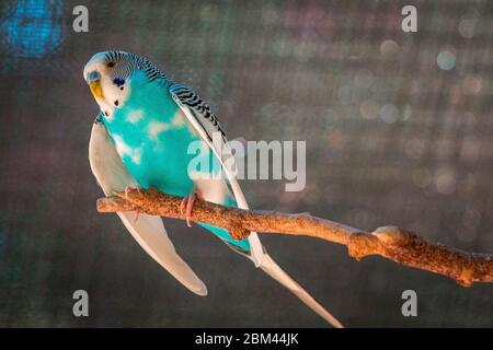 Teal budgie perched on a branch in an enclosure at the John Ball Zoo in Grand Rapids Michigan on a summer day Stock Photo