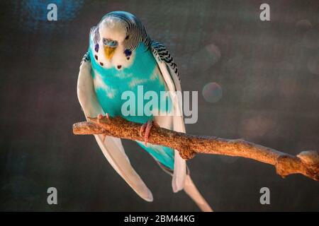 Teal budgie perched on a branch in an enclosure at the John Ball Zoo in Grand Rapids Michigan Stock Photo