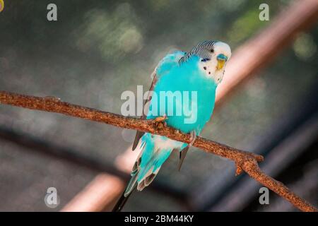 Teal budgie perched on a branch in an enclosure at the John Ball Zoo Stock Photo