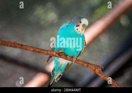 Teal budgie perched on a branch in an enclosure Stock Photo