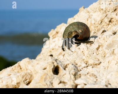 closeup of a hermit crab on a coral rock in a beach near cartagena colombia with blurred ocean on the background Stock Photo