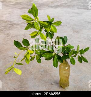 Plant growing in plastic bottles placed on floor. Stock Photo