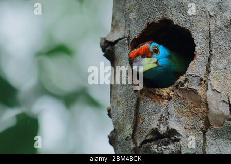 nesting of blue-throated barbet (psilopogon asiaticus) in sundarbans delta area of west bengal, india Stock Photo