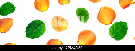Pattern of yellow orange roses, petals and leaves on white background, horisontal banner, top view. Stock Photo