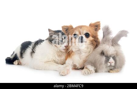 rabit, cat and chihuahua in front of white background Stock Photo