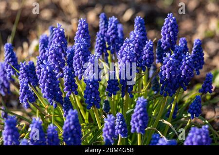 Blue flowers of garden grape-hyacinth or Armenian grape hyacinth (Muscari armeniacum) Stock Photo