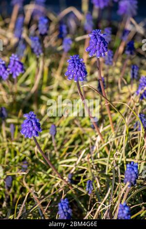 Bell-shaped blue flowers of common grape hyacinth (Muscari neglectum) Stock Photo