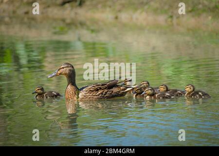 Female Mallard with ducklings. Stock Photo