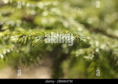 Branch of spruce with green needles close-up. Needles of a living natural tree lit by the sun. Stock Photo