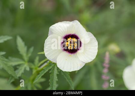 Macro of Hibiscus Cannabinus Amethyst. Flower with white petals and purple and yellow center. Also known as Deccan Hemp or Java Jute. Malvaceae family Stock Photo