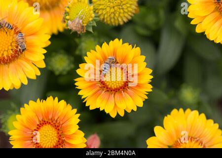 Close up of a round, yellow-orange common blanketflower with a bee. Latin name Gaillardia Aristata Arizona Apricot. Native to North and South America. Stock Photo