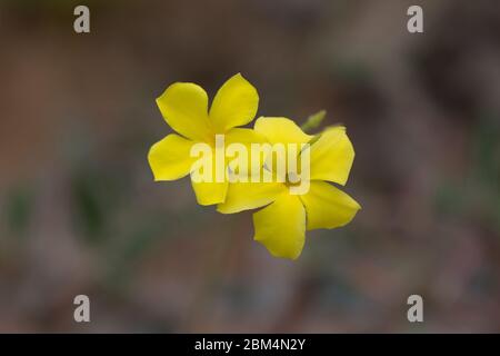 Close up of two Pachypodium Rosulatum flowerheads. Yellow color, five petals. The plant is native to Madagascar. Top down view. Stock Photo