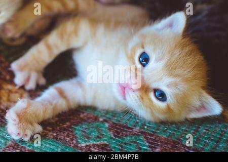 Red newborn kitten resting on the bed Stock Photo